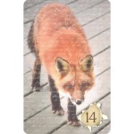 Indie Lenormand (Livreto + 36 Cartas + Caixinha)