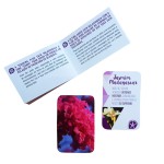 Baralho\Oráculo Jogo de fotos - Florais de Saint Germain (Saquinho + Caixa + Livreto + 91  Cartas)