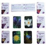 Baralho\Oráculo Jogo de fotos - Florais de Saint Germain (Saquinho + Caixa + Livreto + 91  Cartas)